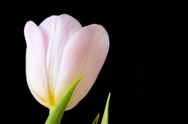 Güzel lale çiçeğine yaklaş.