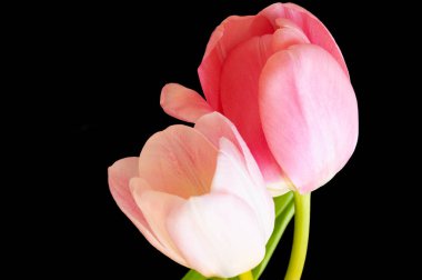 close up of beautiful tulips   flowers