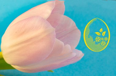 close up of beautiful tulip  flower and easter  egg symbol 