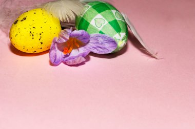 holiday composition of  spring flower,   easter eggs and feathers 