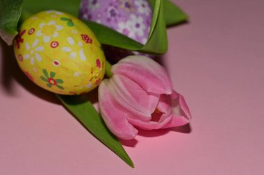 tulip   flower and  easter eggs, close up