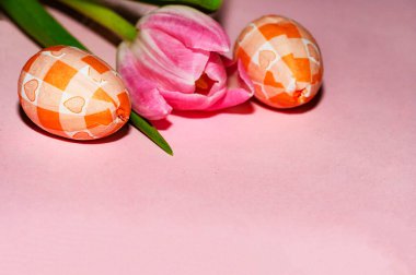 tulip   flower and  easter eggs, close up