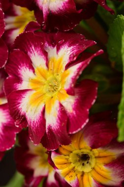 Karanlık arka planda güzel çiçekler