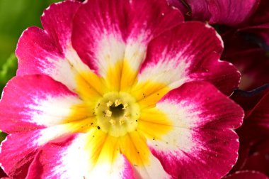 Karanlık bir arka planda güzel bir çiçek