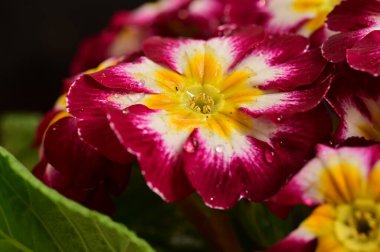 Karanlık arka planda güzel çiçekler