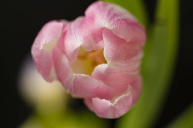 Güzel lale çiçeğine yaklaş.