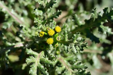 beautiful flower  growing in garden in spring 