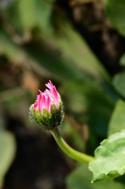 beautiful daisy flower  growing in garden in spring 