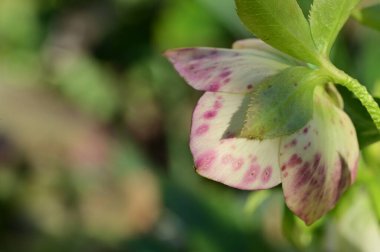 close-up of the beautiful  flower in garden 