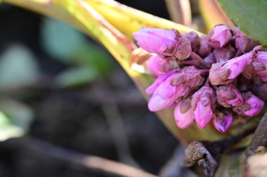 beautiful  flower  growing in garden in spring 