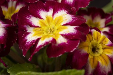 Bahçede yetişen güzel çiçek