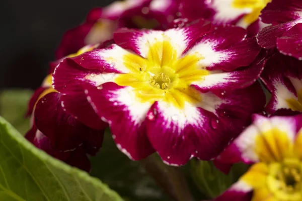 Bahçede yetişen güzel çiçek