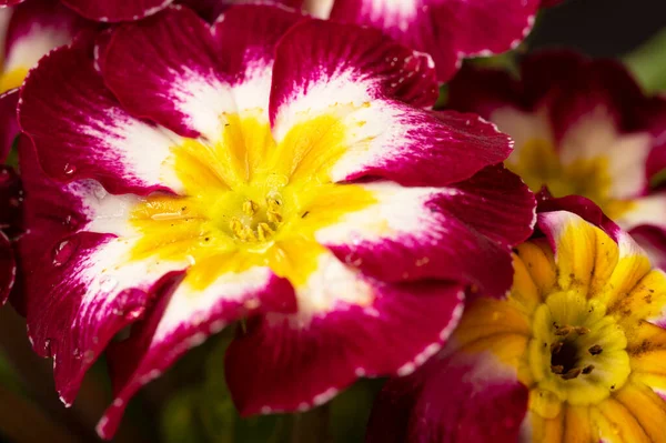 Bahçede yetişen güzel çiçek