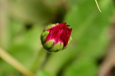beautiful daisy flower  growing in garden in spring 