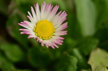 beautiful daisy flower  growing in garden in spring 