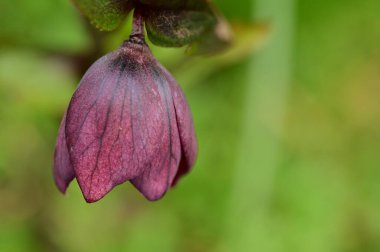 beautiful flower  growing in garden in spring 