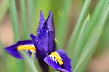 beautiful  flower  growing in garden in spring 
