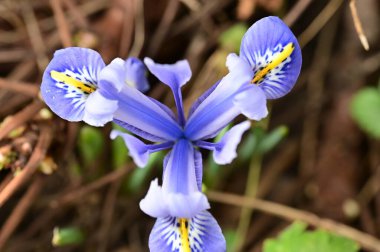 beautiful  flower  growing in garden in spring 