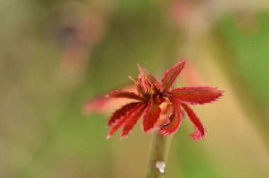 bud of plant in garden 