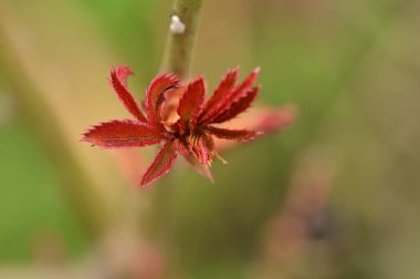 bud of plant in garden 