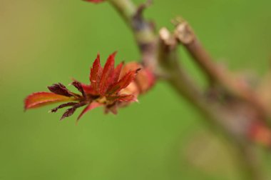 bud of plant in garden 