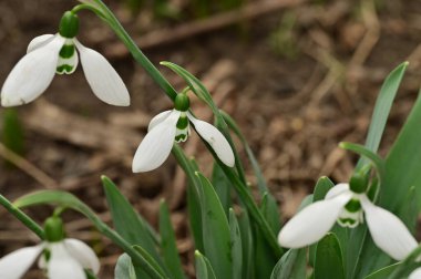 beautiful  spring   snowdrops in garden 