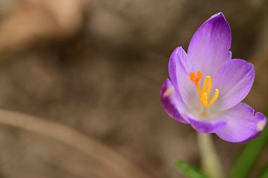 beautiful  crocus  flower  growing in garden in spring 