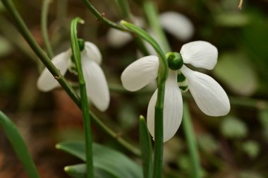 beautiful  spring   snowdrops in garden 