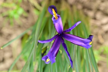 beautiful  iris flower  growing in garden in spring 