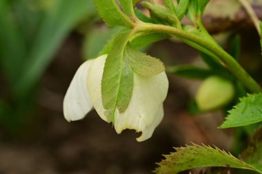 beautiful flower  growing in garden in spring 