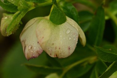 beautiful flower  growing in garden in spring 