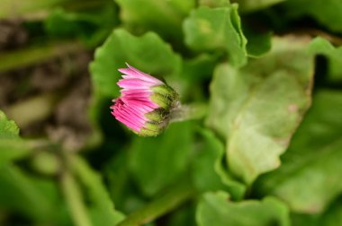 close-up of pink flower with green leaves in summer garden