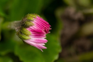 beautiful flower  growing in garden in spring 