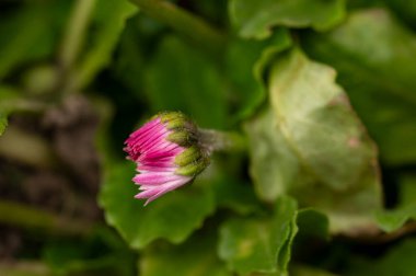 beautiful flower  growing in garden in spring 