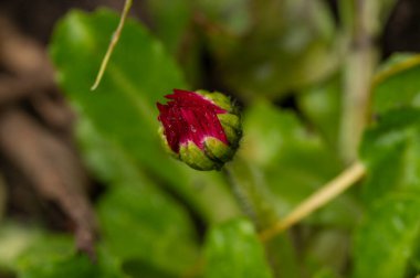 beautiful flower  growing in garden in spring 