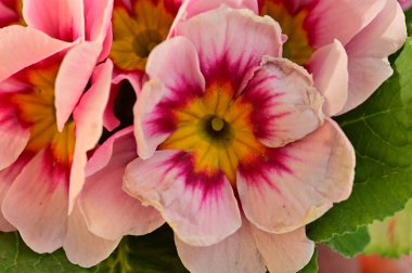beautiful  flowers, floral composition, close up