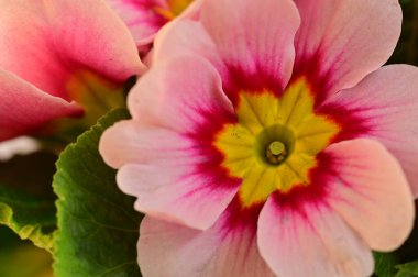 beautiful  flowers, floral composition, close up