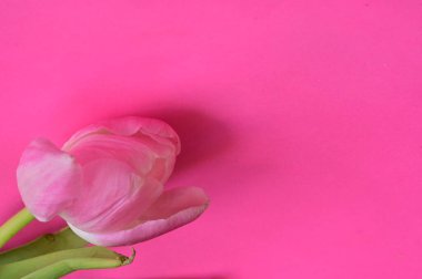 Güzel lale çiçeğine yaklaş.