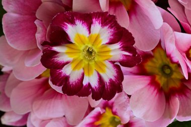beautiful  flowers, floral composition, close up