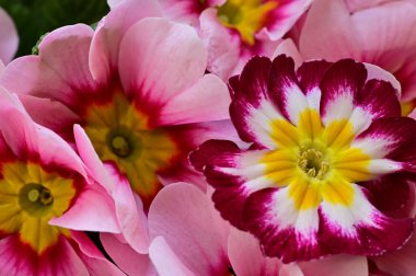 beautiful  flowers, floral composition, close up