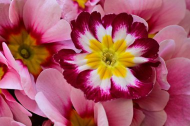 beautiful  flowers, floral composition, close up