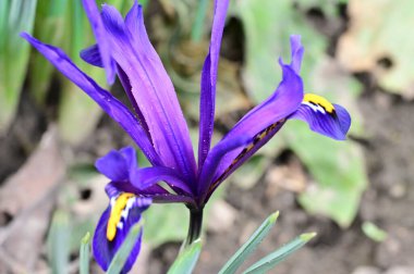 beautiful  iris flower  growing in garden in spring 