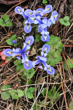 beautiful irises growing in garden in spring 