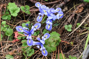 beautiful irises growing in garden in spring 