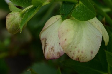  flower  growing in garden in spring 