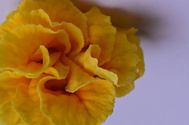 beautiful yellow marigold on white background