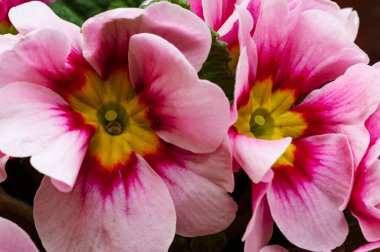 pink and yellow beautiful flowers, close up view