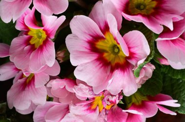 pink and yellow beautiful flowers, close up view