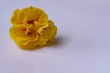 beautiful yellow marigold on white background