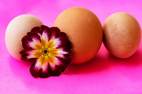 stock image holiday, easter eggs and flower 